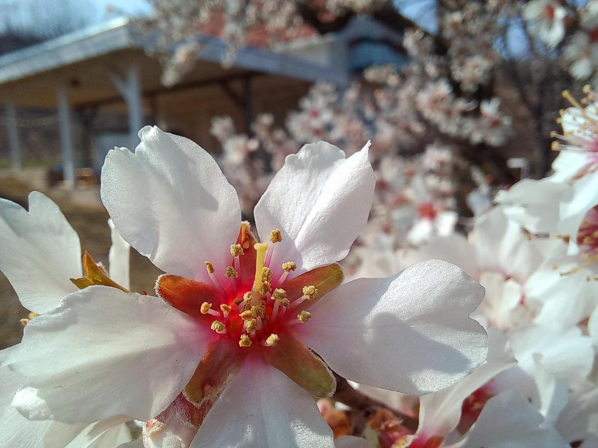 Honey Hill Apartment Fruska Gora Cerevic エクステリア 写真