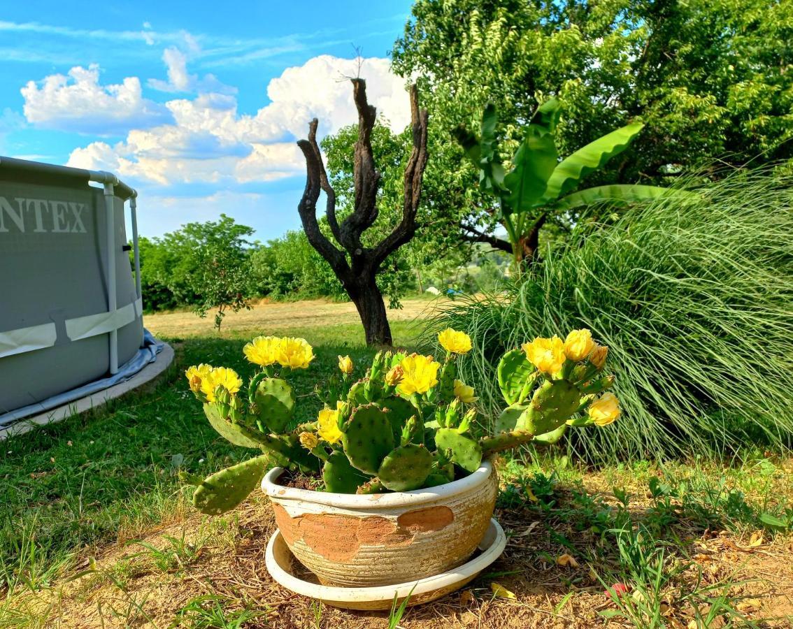 Honey Hill Apartment Fruska Gora Cerevic エクステリア 写真