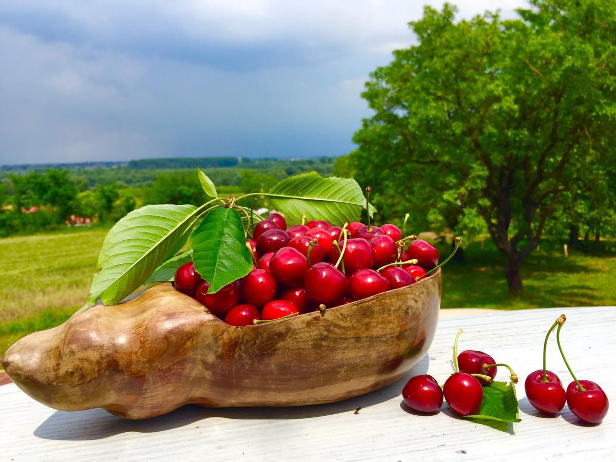 Honey Hill Apartment Fruska Gora Cerevic エクステリア 写真